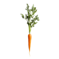 Fresh carrot with greens on a clean, transparent background showcasing vibrant color and natural beauty, Carrot slice top view isolated on transparent background png