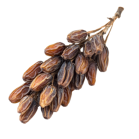 Dried date palm bundle isolated on a transparent background showcasing natural textures and rich coloration, Dried date palm isolated on transparent background png