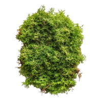 Lush green moss texture on a bright transparent background creating a vibrant natural contrast suitable for various designs, Green moss on transparent background png