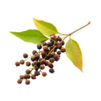 Szechuan pepper Zanthoxylum piperitum fruits isolated on a clean background with leaves visible, Szechuan pepper Zanthoxylum piperitum, fruits isolated against on transparent background png