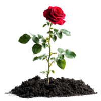 A vibrant red rose bush emerges from rich, dark soil in a lush garden setting, a red rose bush grows in the ground, file of isolated object on transparent background png