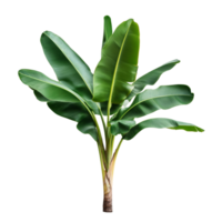 een levendig banaan boom met weelderig groen bladeren tegen een transparant achtergrond, banaan boom Aan transparant achtergrond, echt banaan boom groen blad isoleren dood gaan besnoeiing het dossier png