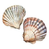 Elegant vintage watercolor depiction of two unique shells on a clean transparent background, Retro vintage two shells on transparent background png