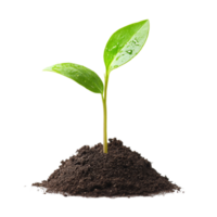 A vibrant green sprout emerging from dark soil against a clean transparent background, symbolizing new beginnings and growth, sprout growing from soilisolated on transparent background png