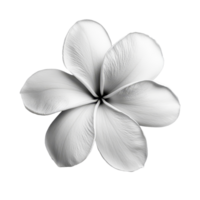 Elegant black and transparent frangipani flower on a transparent transparent surface captured in soft natural light, black and transparent frangipani flower isolated on transparent background png