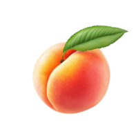 Fresh peach fruit with bright leaf isolated on a clean transparent background showcasing its natural beauty, peach fruit with leaf isolated on transparent background png