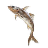Dynamic freshwater fish leaps against a pure transparent background showcasing its natural beauty and agility, Dynamic Real Fish Leaping on transparent background Isolated Aquatic Image png