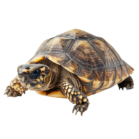 A closeup view of a tortoise on a bright transparent background showcasing its intricate shell patterns and textures, Turtle isolated transparent background png