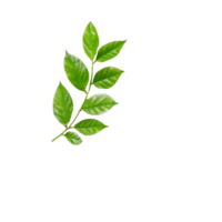 A spring notepad with a fresh green leaf placed on top, ideal for natureinspired notes and creativity, spring notepad front view, file of isolated object on transparent background png