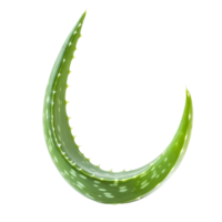 Aloe vera plant with unique curve isolated against a transparent background, Aloe vera plant with interesting curve isolated png