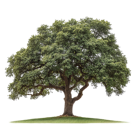 A solitary oak tree displays its lush green leaves and broad branches against a stark transparent backdrop, oak tree isolated on transparent background png