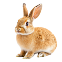A cute rabbit poses on a clean transparent background, showcasing its soft fur and lively expression with ears perked up, rabbit isolated on transparent background png
