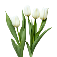 Freshly picked transparent tulip flowers with vibrant green leaves on a bright transparent background, tulip flower leaves isolated transparent background png
