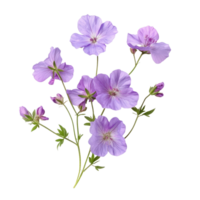 Delicate Geranium phaeum flowers with lavender petals arranged on a clean transparent background, Geranium phaeum flowers isolated on transparent background png