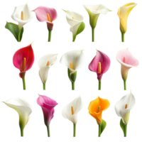 A beautiful collection of vibrant calla lily flowers in various colors isolated on a transparent background, various calla lilly flowers isolated on transparent background png