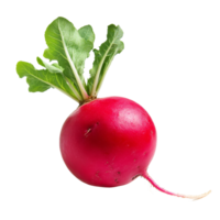 Fresh red radish with vibrant green leaves isolated on a clean transparent background for culinary uses and recipes, red radish isolated on transparent background png