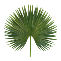 A vibrant clump palm tree leaf displayed against a clean transparent background highlighting its intricate fanlike structure, clump palm tree leaf on transparent backgroundfile png