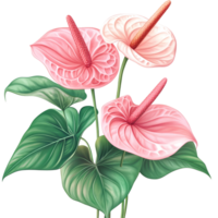 Flamingo flowers bloom vividly against a transparent background, highlighting their unique texture and colors, flamingo flowers anthurium isolated transparent background png