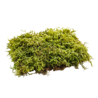 Lush green moss isolated on a transparent background showcasing its intricate textures and vibrant color variations, green moss is isolated on transparent background png