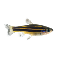 Zebra danio fish swimming gracefully on a transparent background showcasing its striped pattern and vibrant colors, zebra danio fish, isolated transparent background png