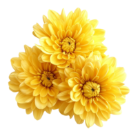 Bright yellow chrysanthemums blooming beautifully on a clean transparent background for visual elegance and freshness, yellowc hrysanthemums on transparent background png
