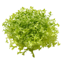 Fresh frisae lettuce against a pure transparent background highlighting its unique ruffled texture and vibrant color, Frisee transparent background png