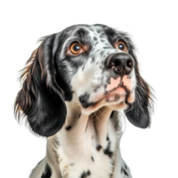 A thoughtful English Setter dog displaying its unique features against a clean transparent background, English Setter dog isolated on transparent background png