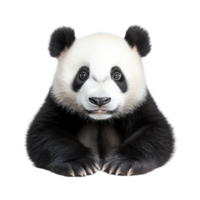 Panda sitting calmly against a transparent background, showcasing its distinctive black and transparent fur and friendly expression, Panda isolated transparent background png