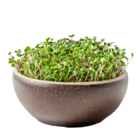 Fresh alfalfa sprouts in a rustic bowl on a transparent background showcasing natural goodness, Alfalfa Sprout in a bowl on transparent background png