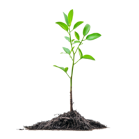A young tree sapling with visible roots emerging from rich soil in a bright environment under natural light, Tree sapling or seedling with visible root against on transparent backgroundfile png