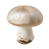 Champignon mushroom isolated on a transparent background showcasing its smooth cap and sturdy stem for culinary use or photography, Champignon Mushroom isolated on transparent background png