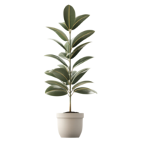 Rubber plant in a simple pot standing alone against a transparent background, Rubber Plant in pot isolated on transparent background png
