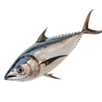 Fresh tuna fish isolated on a transparent background, showcasing its distinctive features and vibrant colors, Tuna fish isolated on transparent background png
