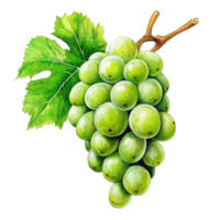 Fresh green grapes on a clean transparent background showcasing their plumpness and vibrant color for a tasty appearance, Green grape on transparent background png