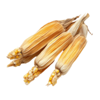 Fresh dried corn cobs grouped on a transparent background ready for culinary use and decorative purposes, Fresh tasty dried corn cobs on a transparent background png
