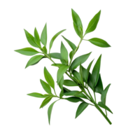 Fresh Andrographis paniculata leaves with vibrant green color arranged on a clean transparent background, Kariyat or Andrographis paniculata green leaves on transparent background png