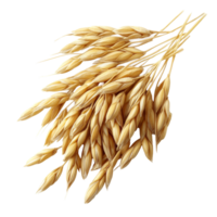 Dried barley grains arranged on a clean transparent background showcasing their natural texture and color, grain barley on transparent background png