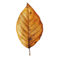 A single dry leaf showcasing intricate textures against a clean transparent backdrop, capturing autumns essence, Single natural dry leaf on transparent background, format with png
