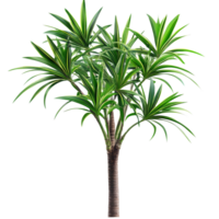Pandanus palm tree standing tall with vibrant green leaves isolated on a transparent background for decorative purposes, Pandanus Palm isolated on transparent background png