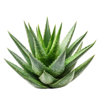 Aloe vera plant with vibrant green leaves on a clean transparent background, Aloe vera plant isolated on transparent background clipping path included png