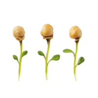 Germinated chickpeas sprouting on a transparent background showcasing their growth and development process, Germinated chickpeas on transparent background png
