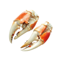 Boiled crab claws placed on a transparent background showcasing their vibrant colors and textures, Boiled crab claws isolated on transparent background png