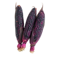Purple corn stacked on a transparent background showcasing its unique color and texture, purple corn on transparent background png