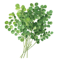 Fresh moringa leaves arranged attractively on a clean transparent background showcasing their vibrant greenery, moringa on transparent background png