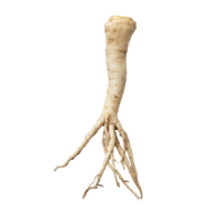 Fresh fingerroot displayed against a clean transparent background showing its unique shape and texture, Fingerroot on transparent background png