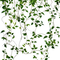 Messy jungle vines intricately cascading against a stark transparent background creating a striking visual contrast, Messy Jungle Vines on transparent background png