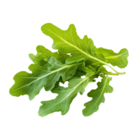 Fresh oak leaf lettuce with vibrant green color on a clean transparent background for healthy culinary use, Oak Leaves lettuce isolated on transparent background png
