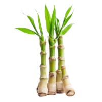 Fresh bamboo sprouts sliced and displayed on a clean transparent background for culinary use, Bamboo Sprouts slice isolated on transparent background png