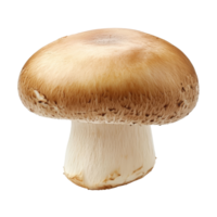 Fresh champignon mushroom isolated on a clean transparent background showcasing its natural shape and color, Mushroom champignon isolated on transparent background png