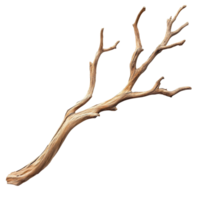 Dry wood branch with distinct branching pattern isolated against a transparent background for artistic and natural decor, Dry wood branch isolated on transparent background. Treewood branch png